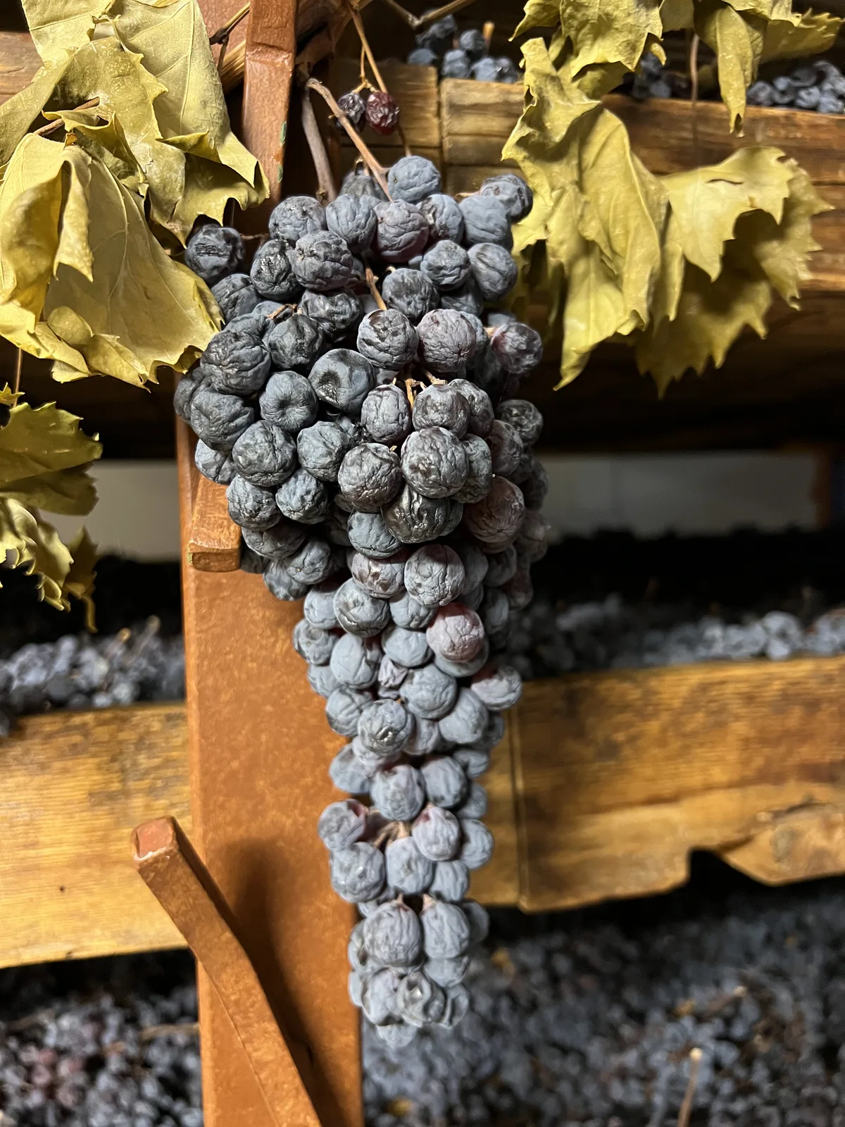 Valpolicella Ripasso: was er ist und warum man ihn den kleinen Amarone nennt