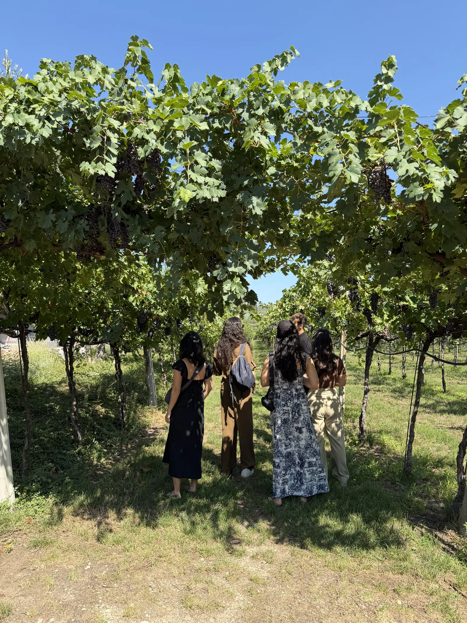 Wine Tours from Venice: Valpolicella, Prosecco and Soave Without a Car